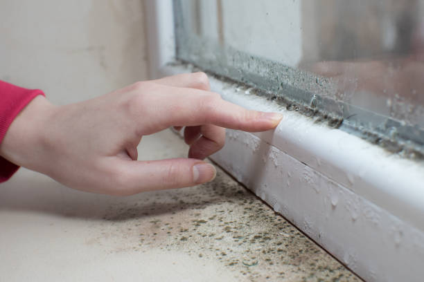 Best Crawl Space Mold Remediation  in New Square, NY
